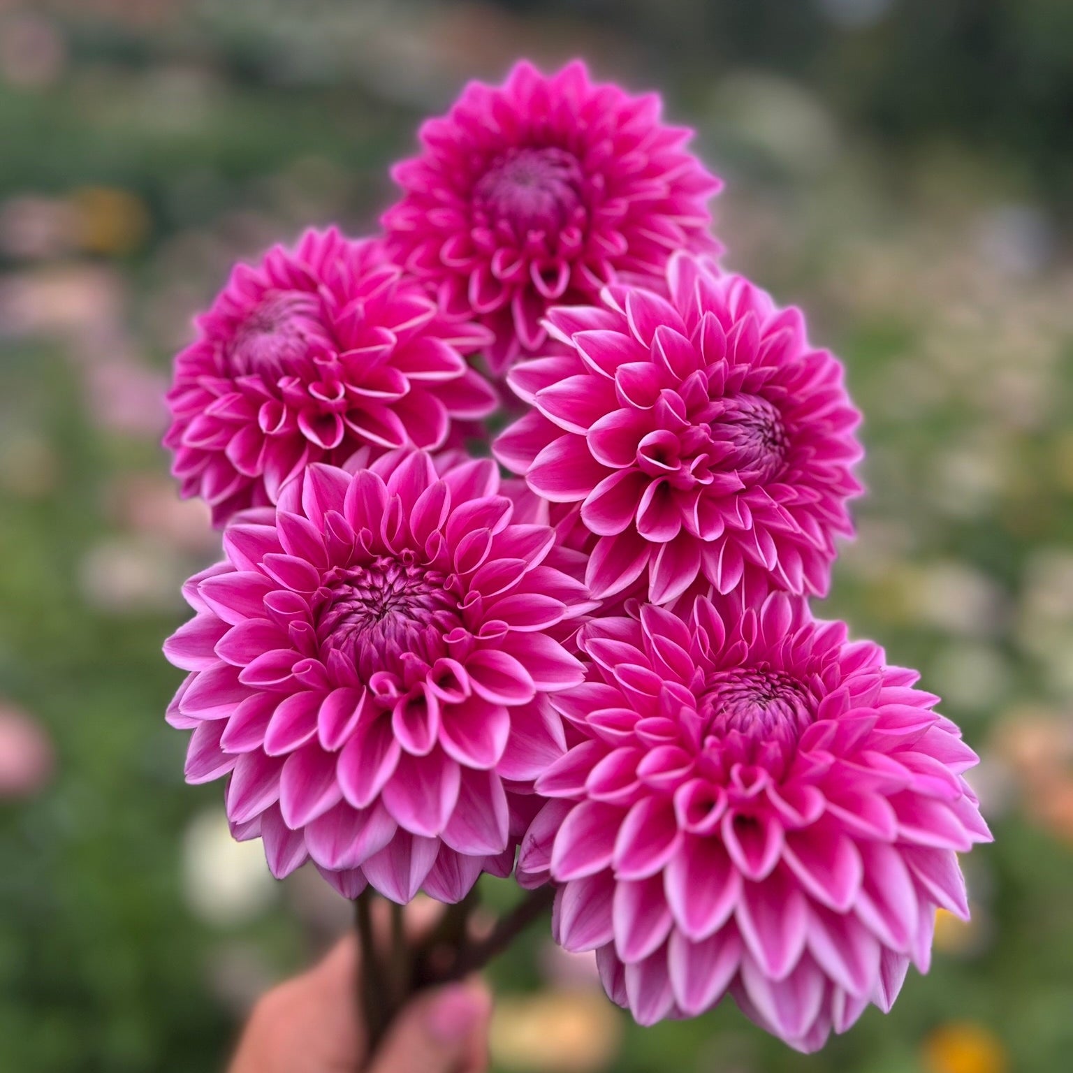 Dahlia tuber - Pink Sylvia
