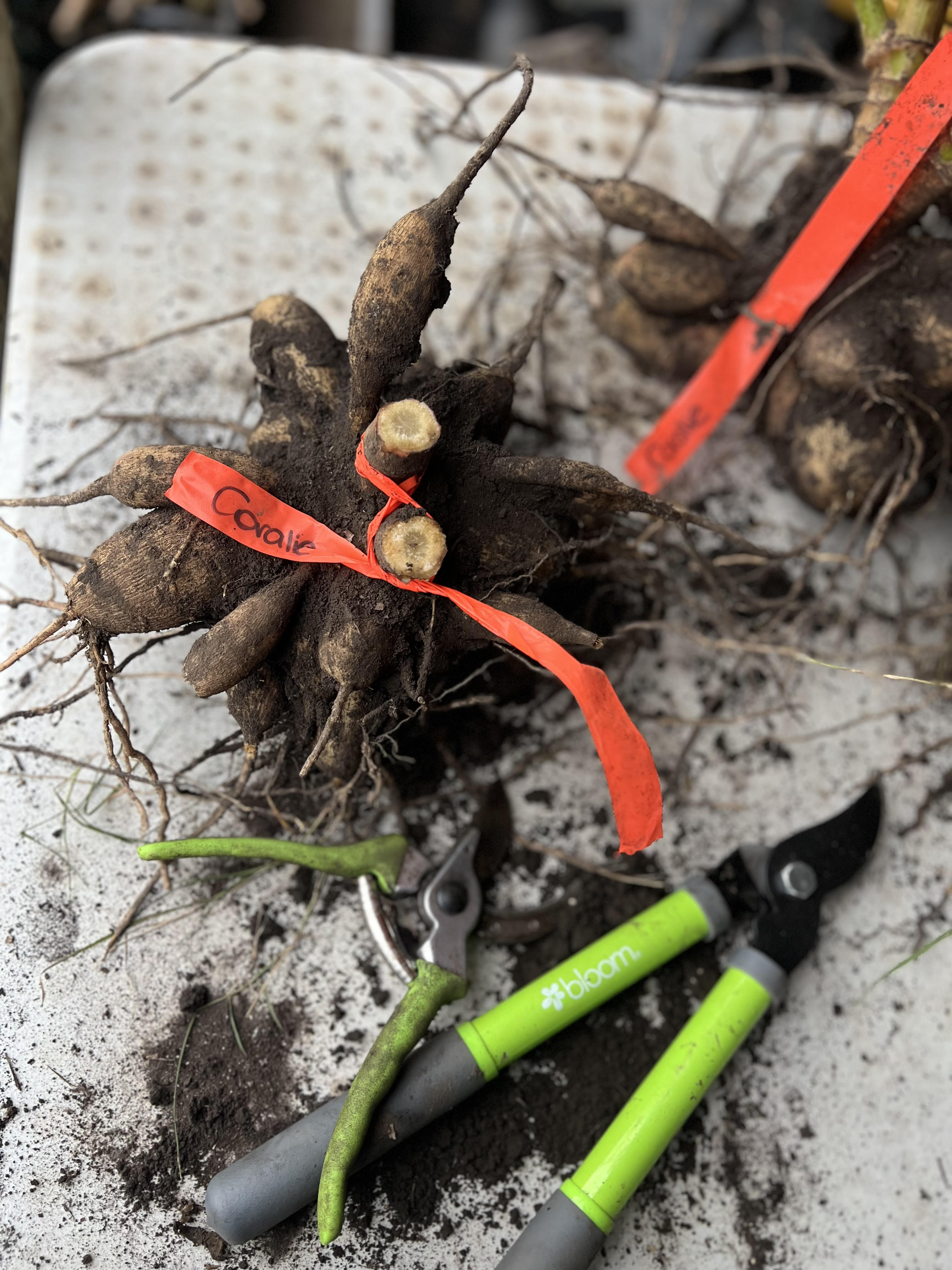 Dahlia Tubers