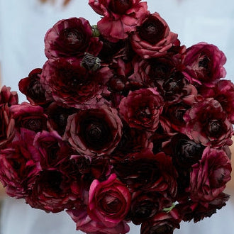 French Ranunculus Seeds - AMANDINE BLACK