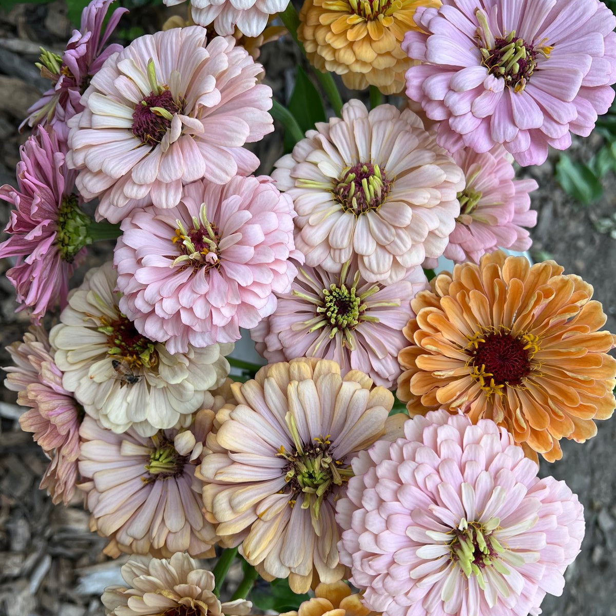 Zinnia Seeds - Buds and Blooms Farm Blend