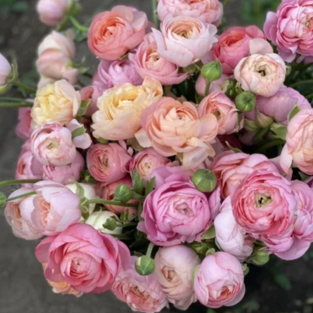 Italian Ranunculus Seeds - PASTELLO 1