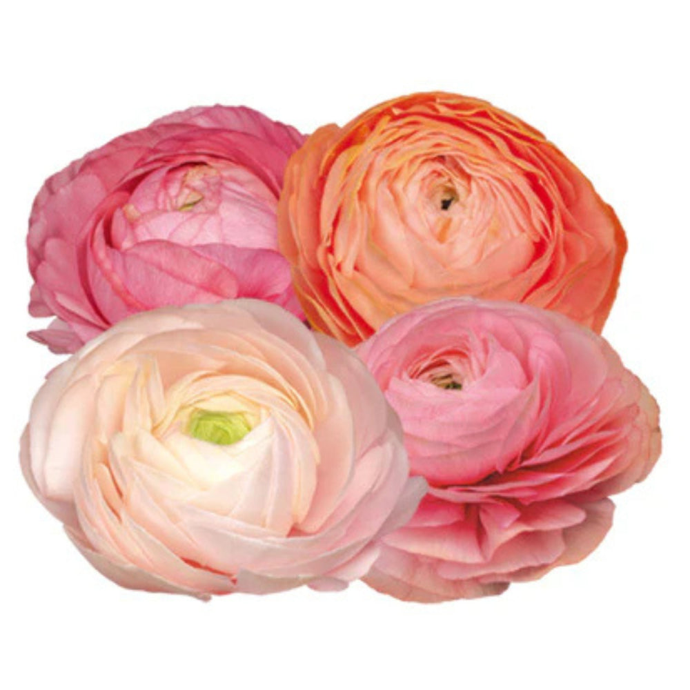 Italian Ranunculus Seeds - PASTELLO 2