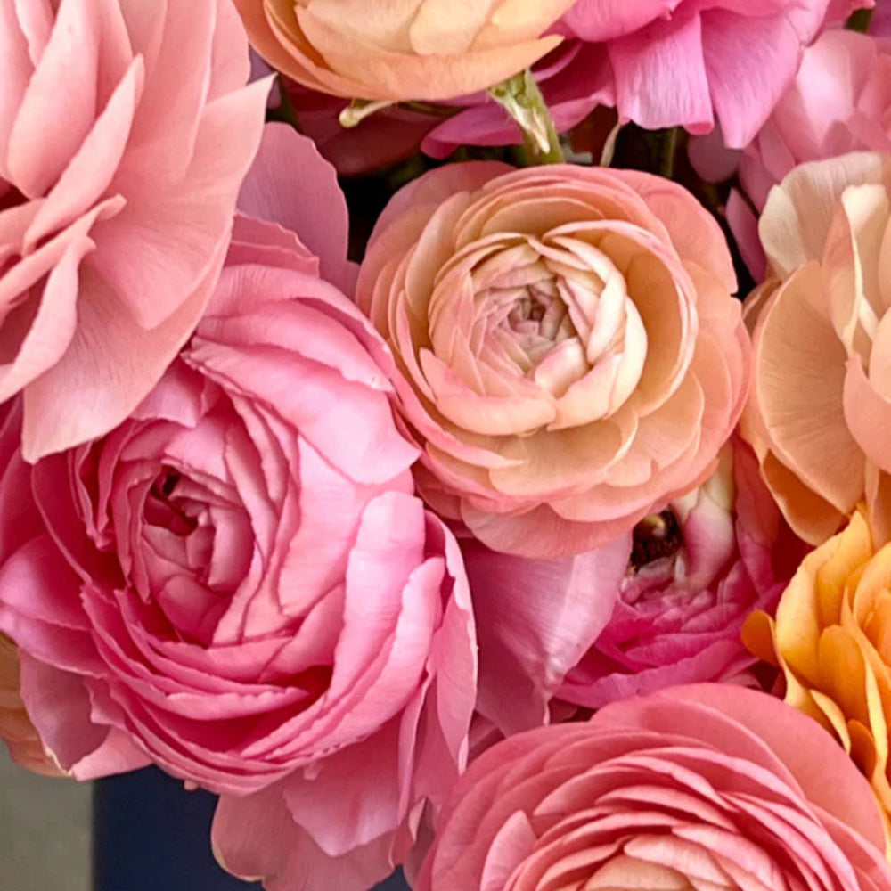 Italian Ranunculus Seeds - PASTELLO 2