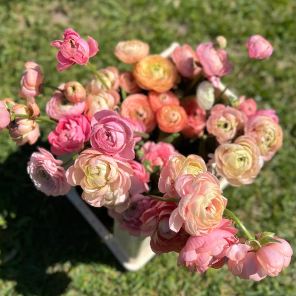 Italian Ranunculus Seeds - PASTELLO 2