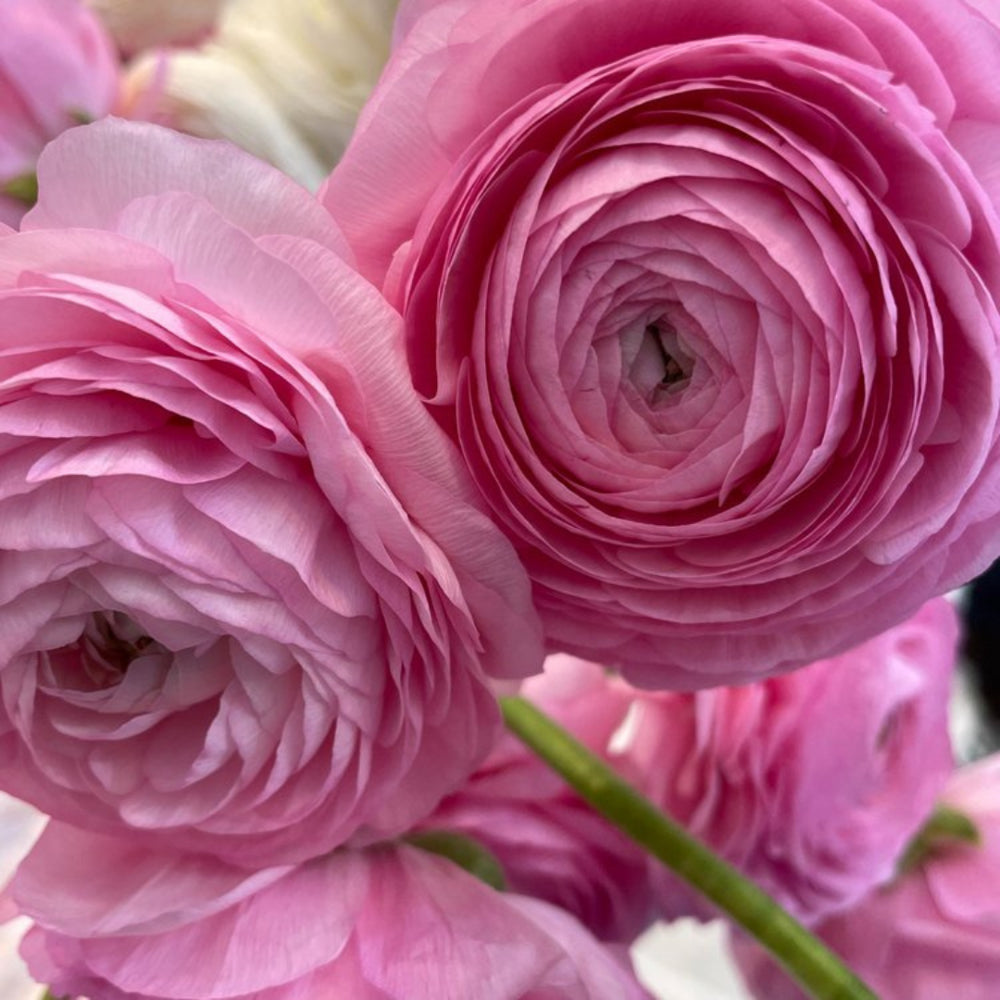 Italian Ranunculus Seeds - ROSA