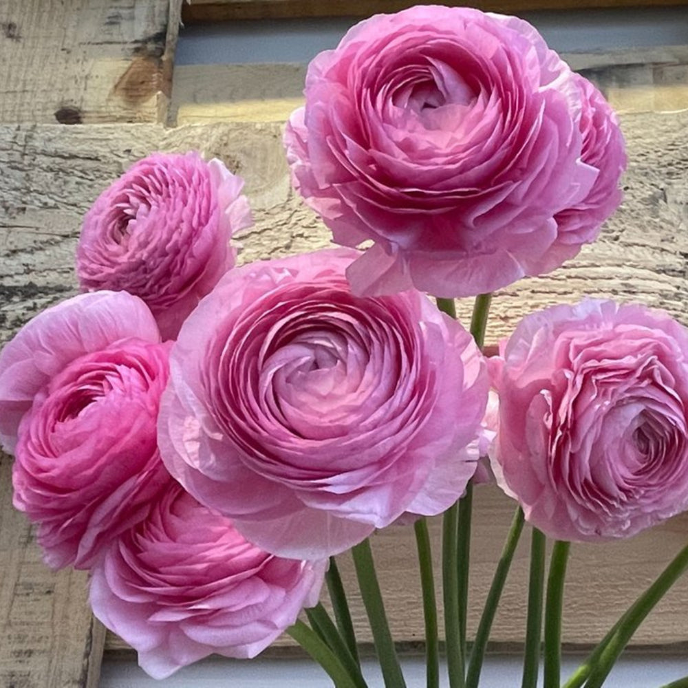 Italian Ranunculus Seeds - ROSA