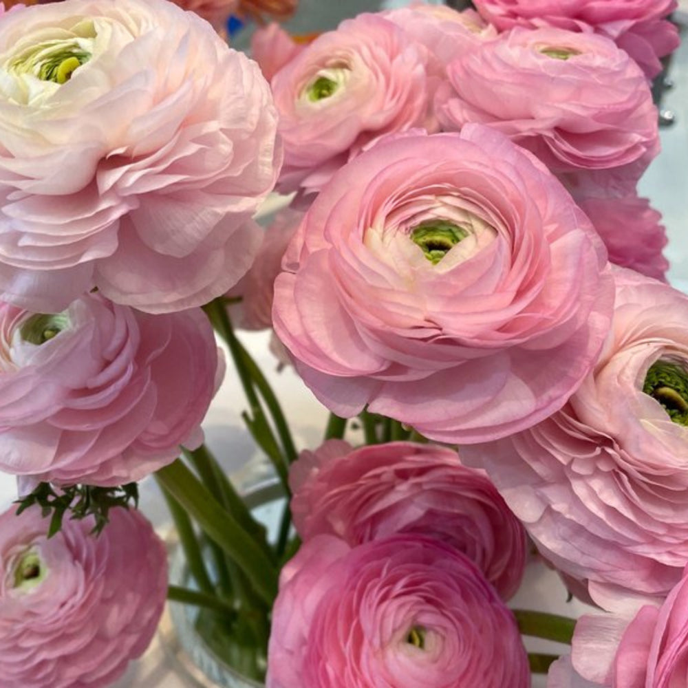 Italian Ranunculus Seeds - ROSA CHIARO