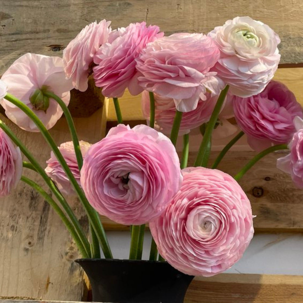 Italian Ranunculus Seeds - ROSA CHIARO