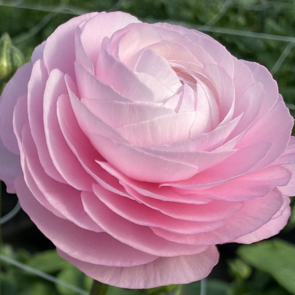Italian Ranunculus Seeds - ROSA CHIARO