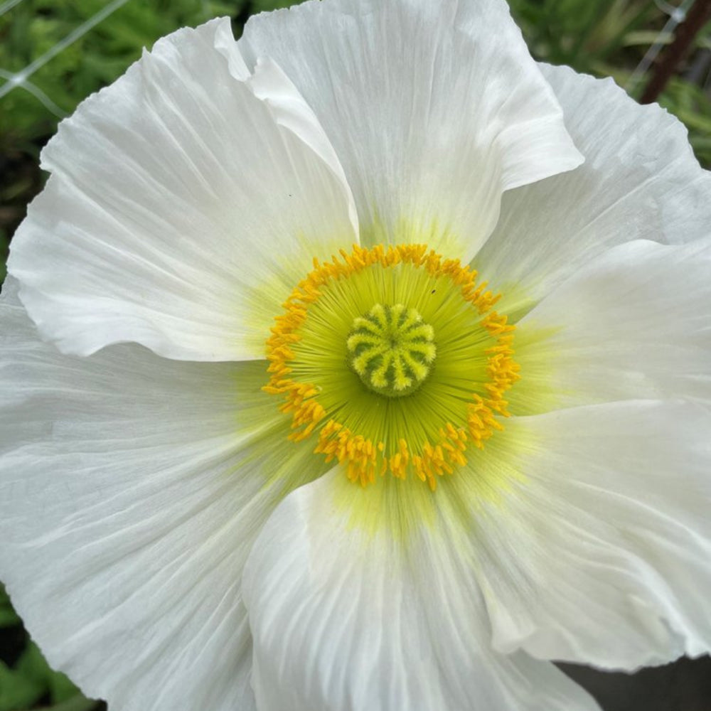 Giant Italian Colibri Seeds - BIANCO