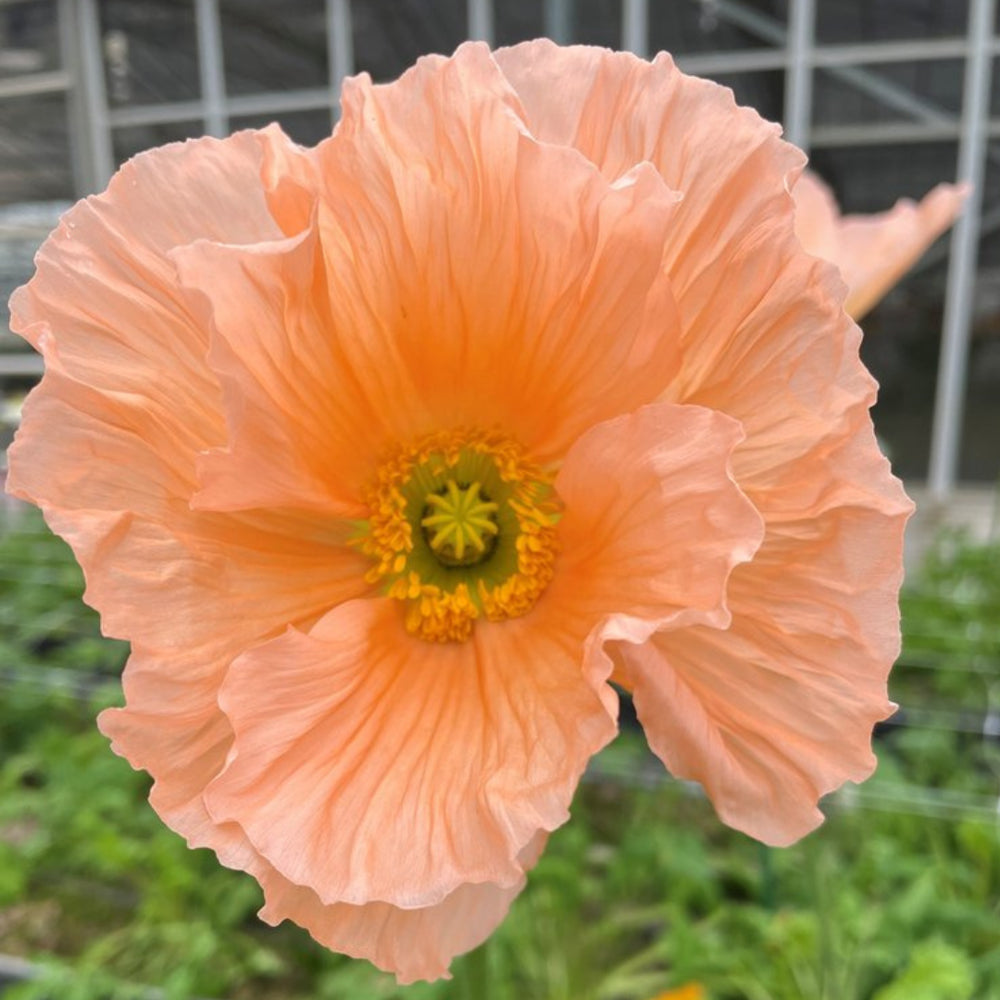 Giant Italian Colibri Seeds - ROSA CHIARO PASTELLO
