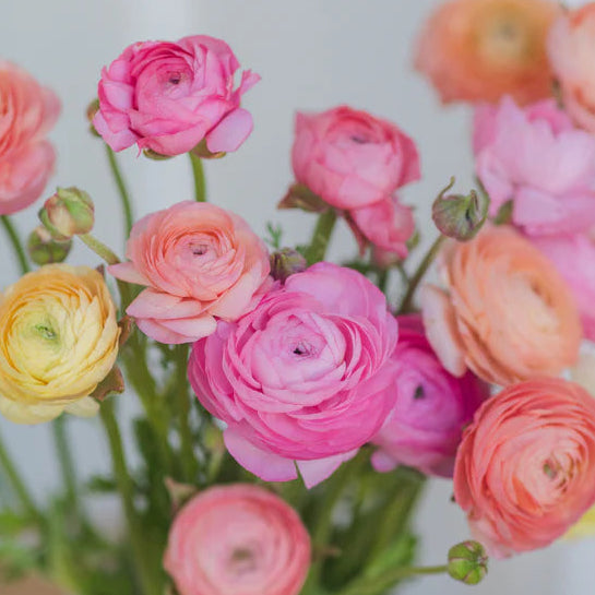 French Ranunculus Seeds - AMANDINE PASTEL