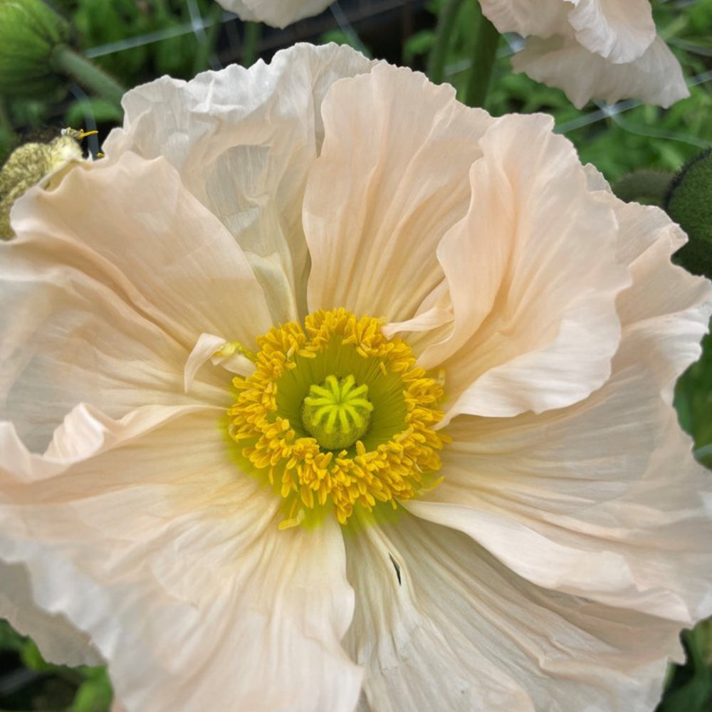 Giant Italian Colibri Seeds - ROSA CHIARO