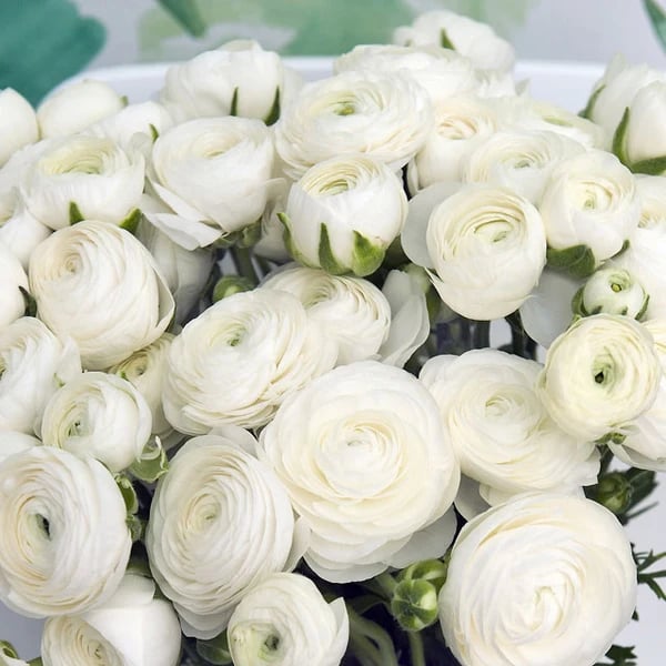 French Ranunculus Seeds - AMANDINE WHITE