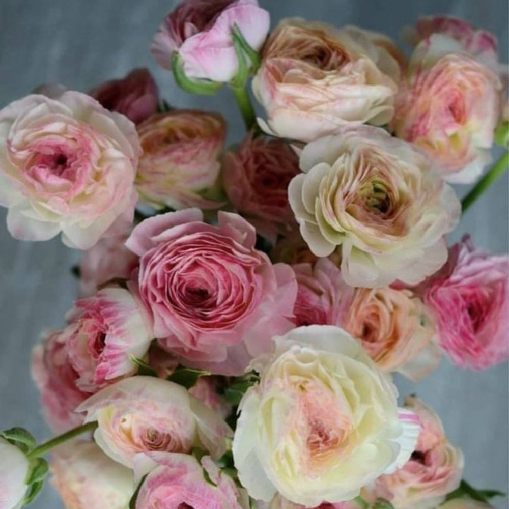 Italian Ranunculus Seeds- BIANCO SFUMATO