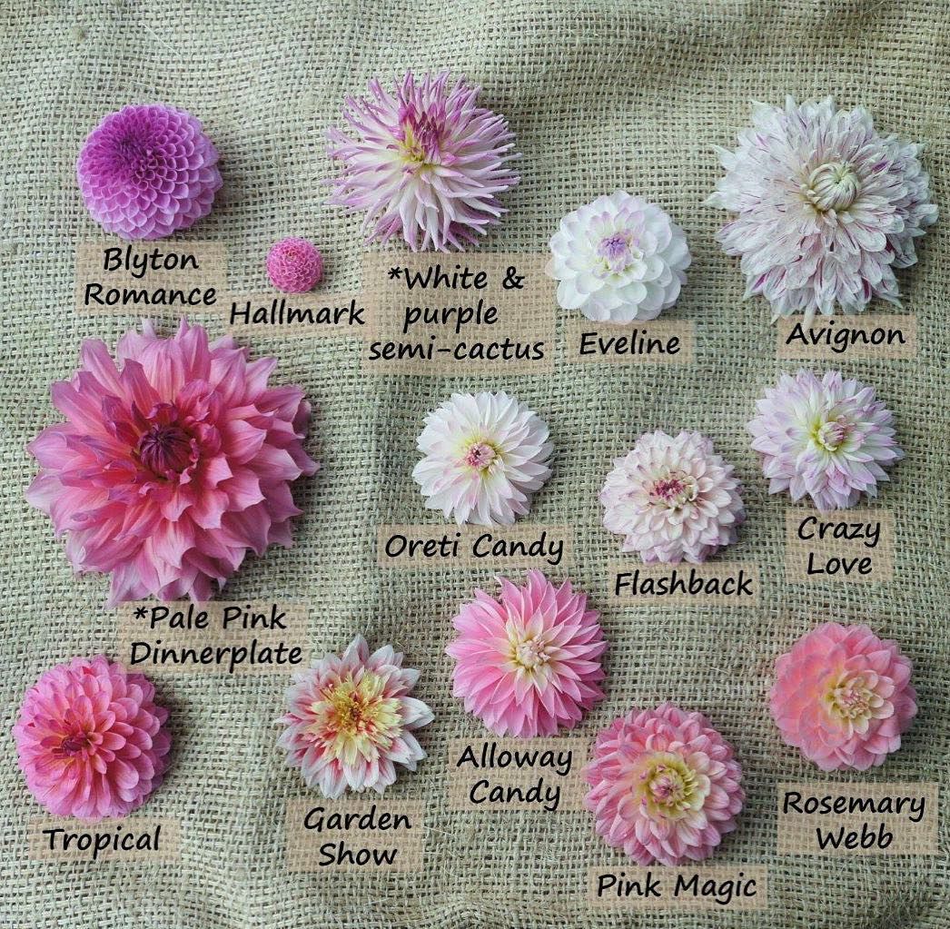 Dahlia tuber - Hallmark