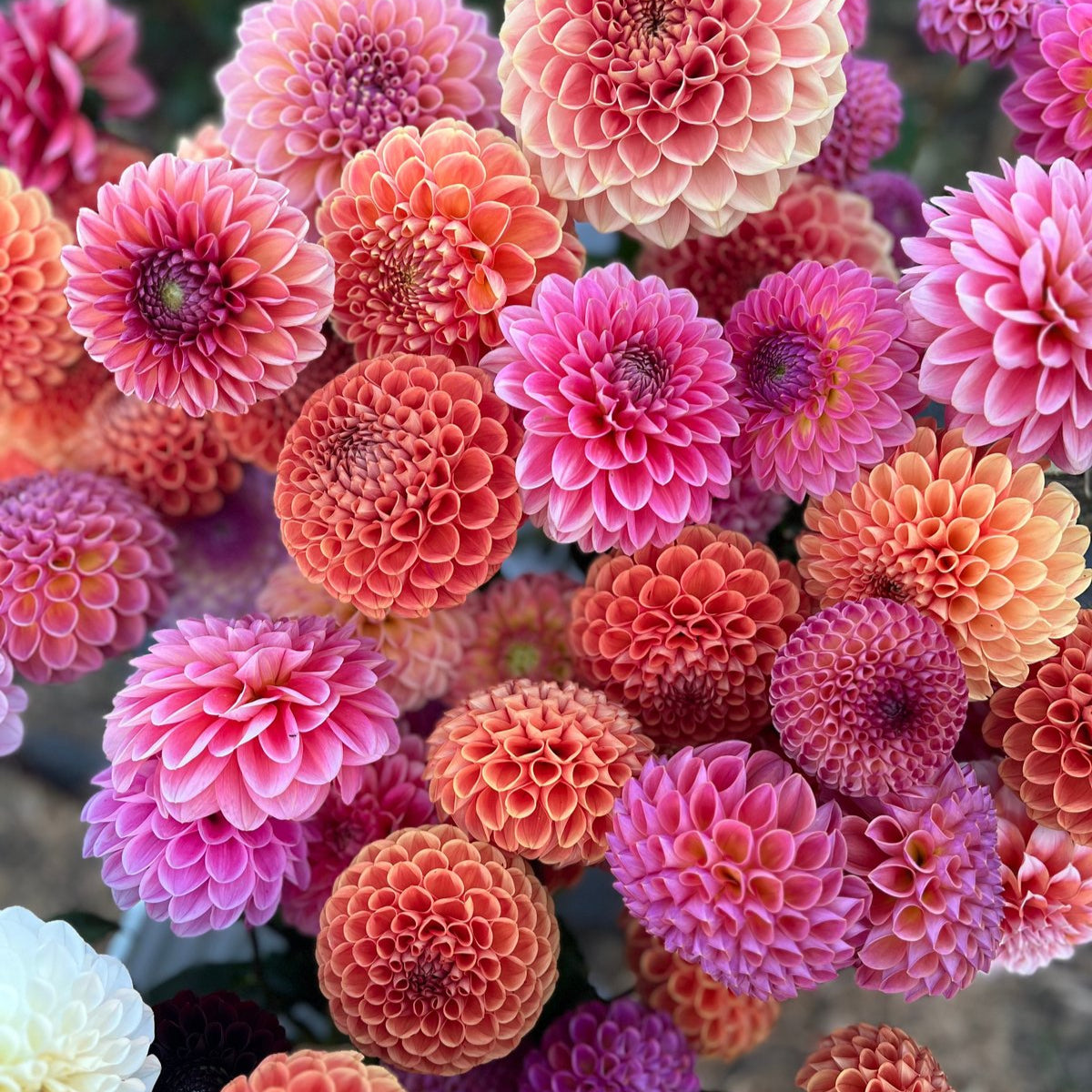 Dahlia Seeds - Buds and Blooms Farm Blend