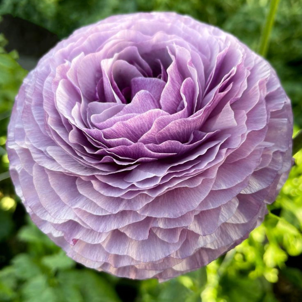 Italian Ranunculus Seeds - MALVA