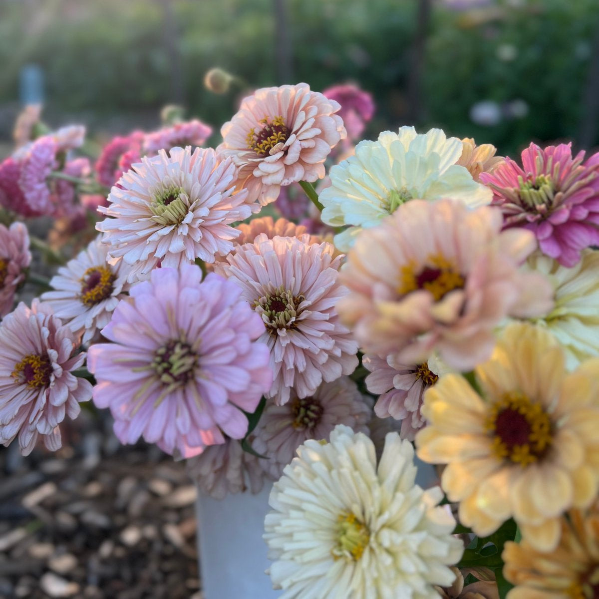 Zinnia Seeds - Buds and Blooms Farm Blend