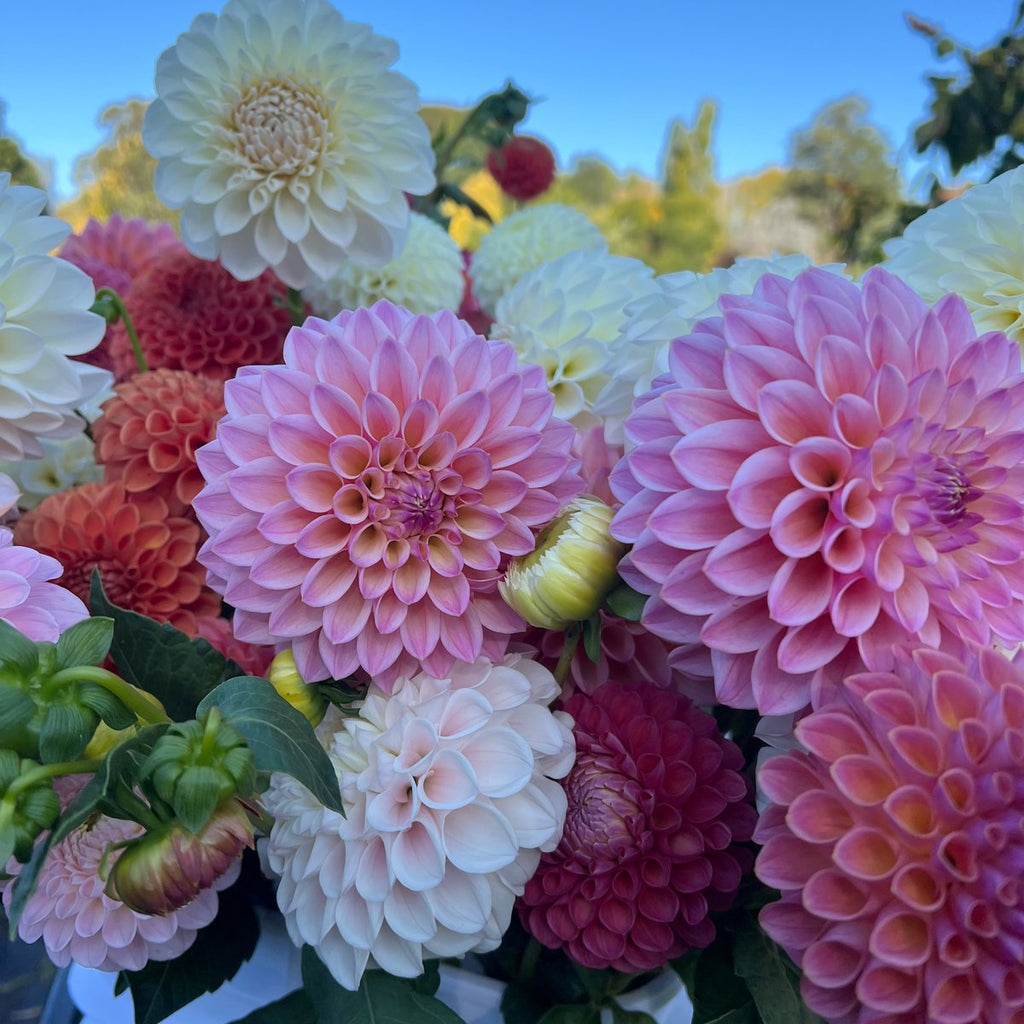 dahlias seed to bloom Dahlia Seeds