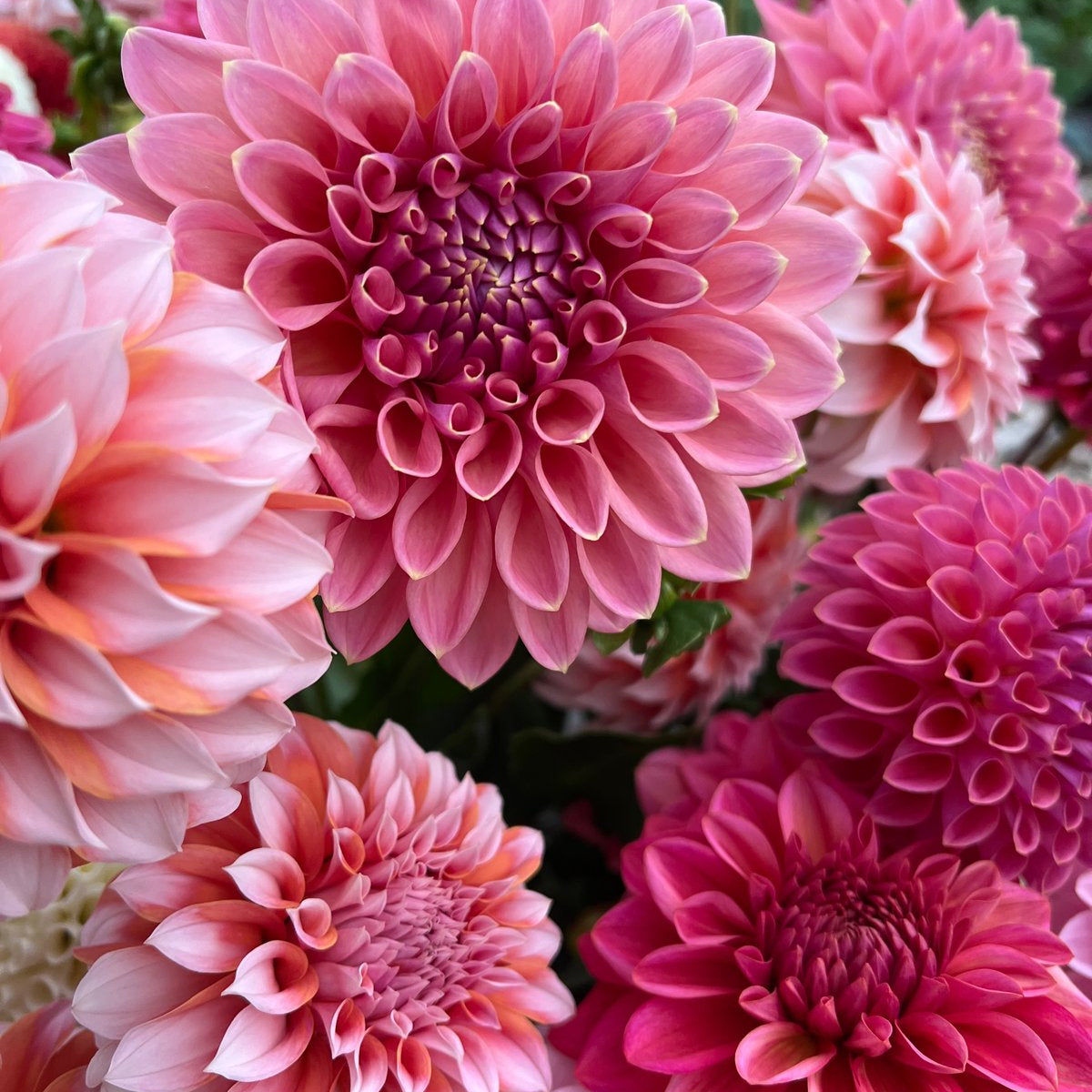 Dahlia Seeds - Buds and Blooms Farm Blend