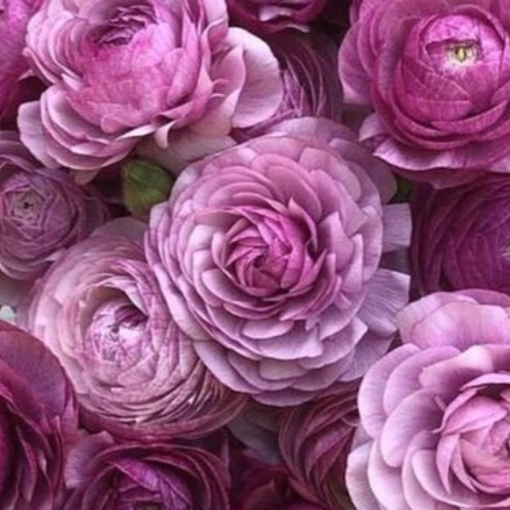 Italian Ranunculus Seeds - MALVA