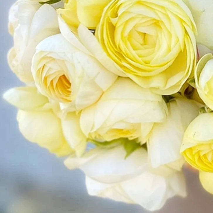 French Ranunculus Seeds - AMANDINE CREAM