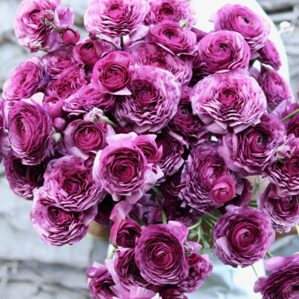 Italian Ranunculus Seeds - MALVA