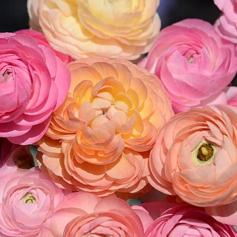 French Ranunculus Seeds - AMANDINE PASTEL