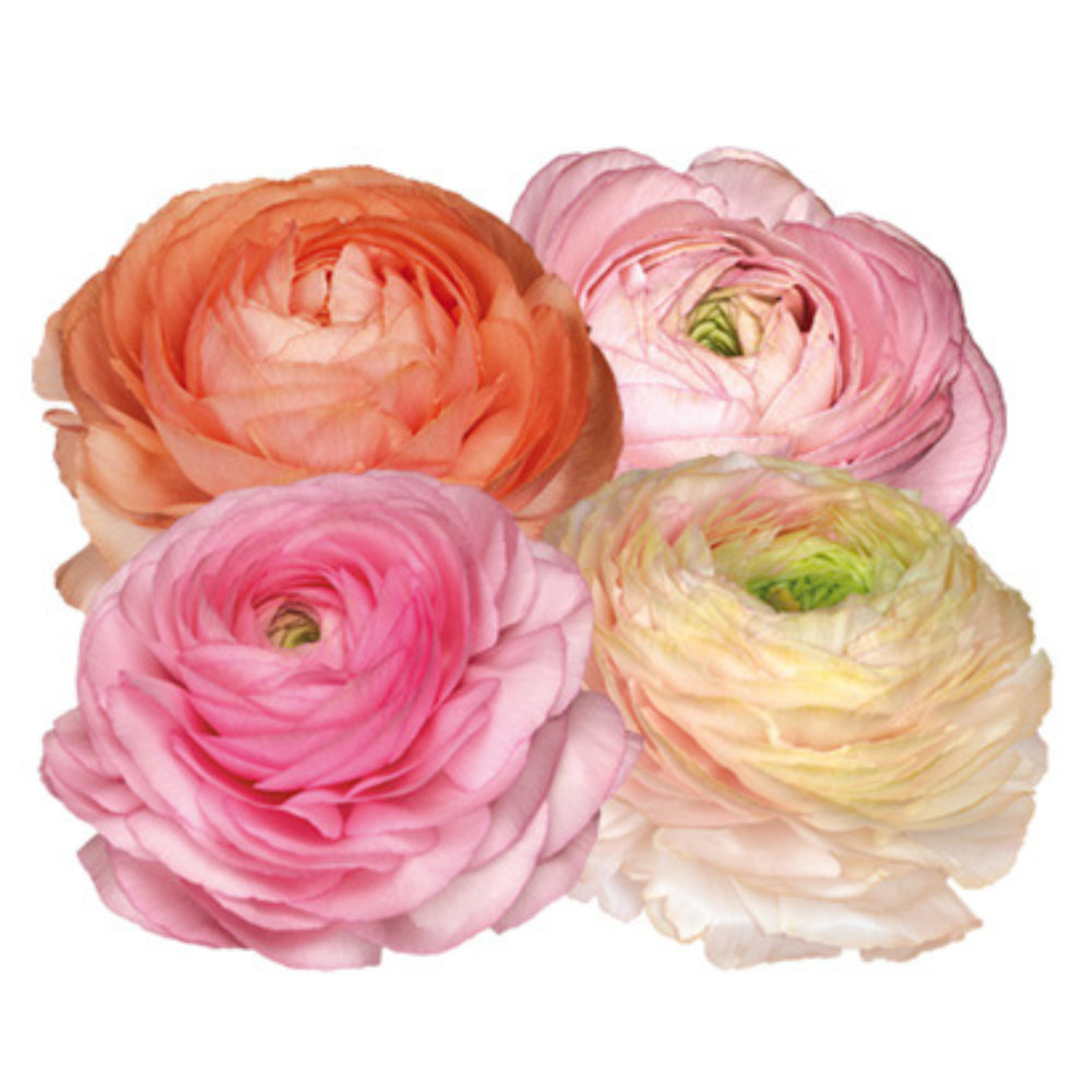 Italian Ranunculus Seeds - PASTELLO 1