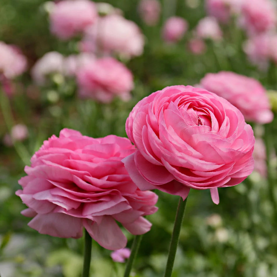 French Ranunculus Seeds - AMANDINE PINK