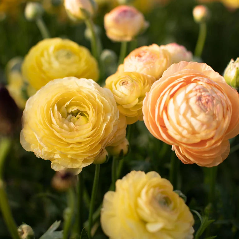 French Ranunculus Seeds - AMANDINE PASTEL LEMON – My Store