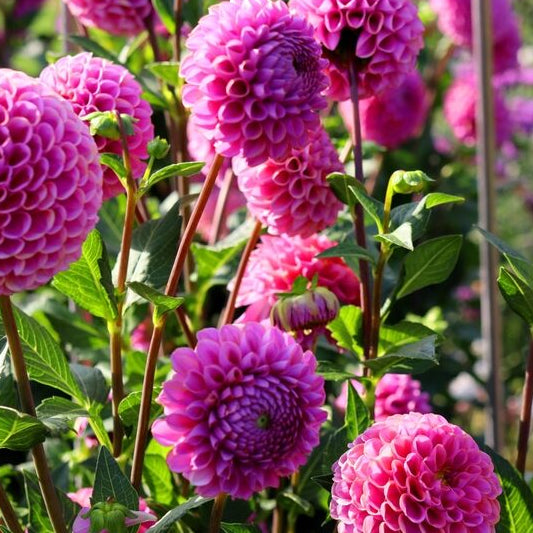 Dahlia tuber - Jan van Schaffelaar