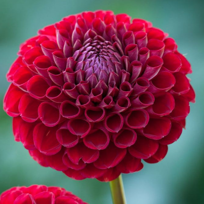 Dahlia tuber - Cornel