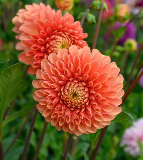 Dahlia tuber - Jowie Linda