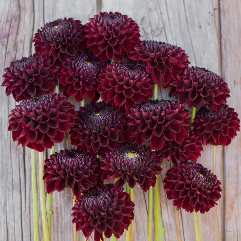 Dahlia tuber - Jowie Mirella