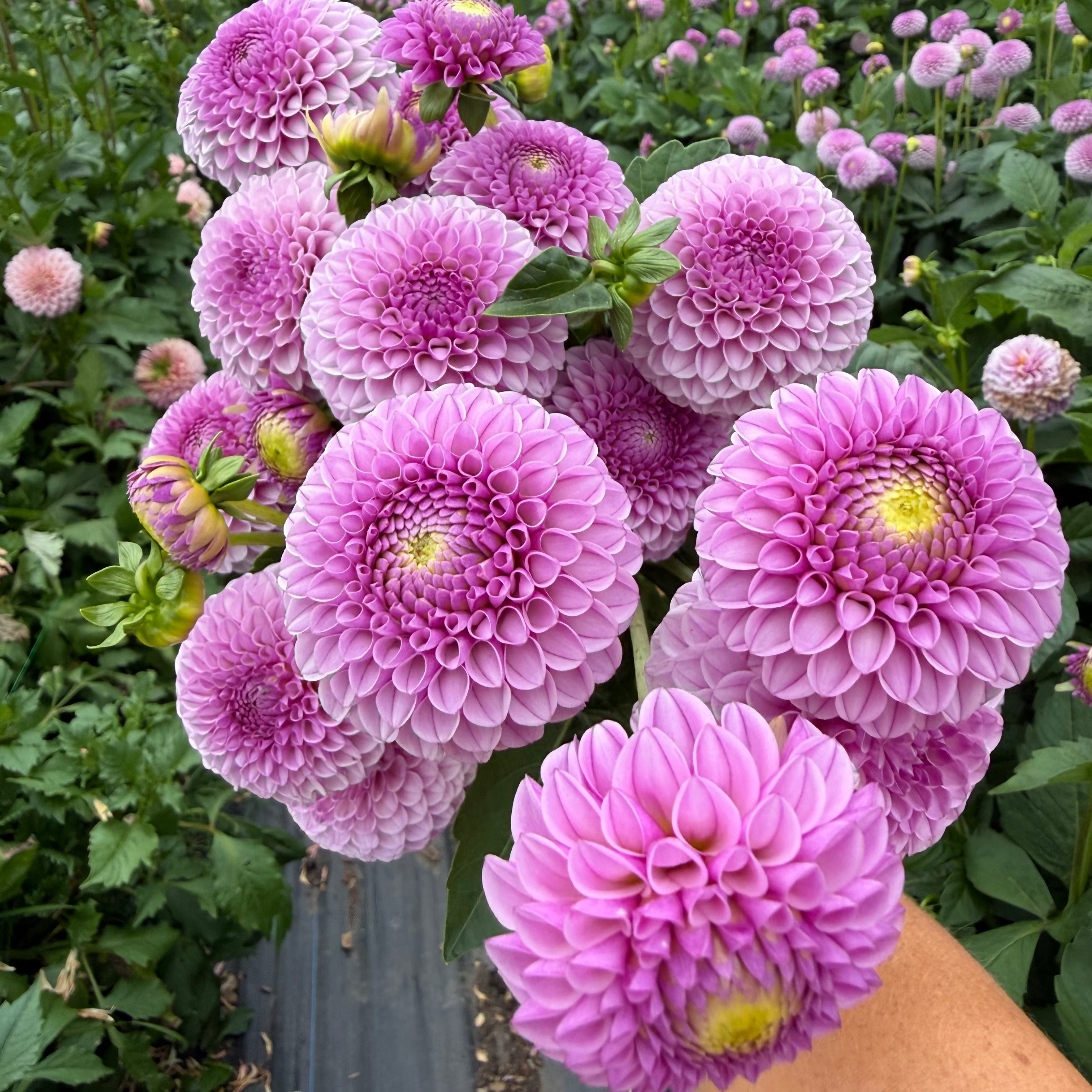 Dahlia tuber - Lipoma