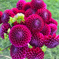 Dahlia tuber - Ivanetti
