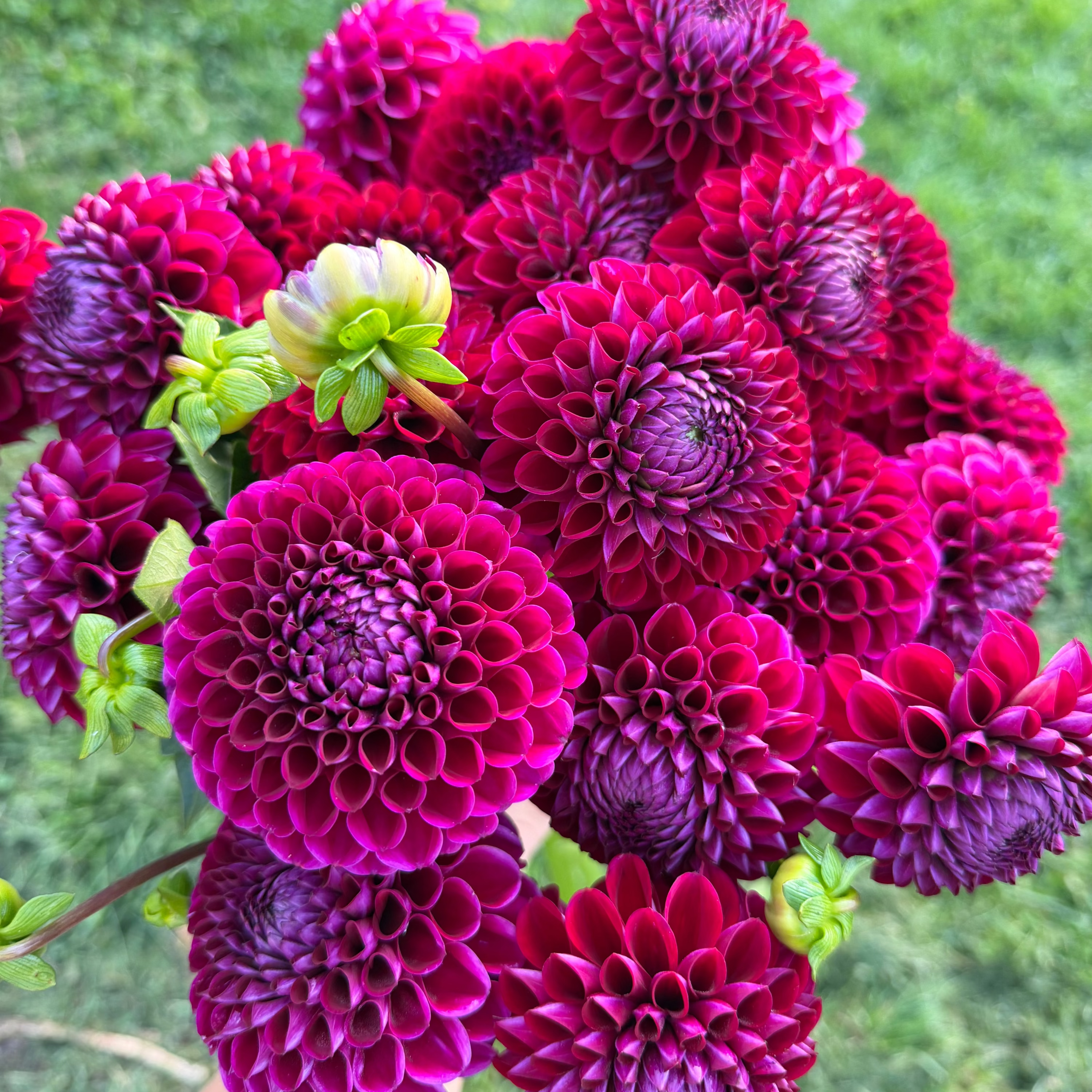 Dahlia tuber - Ivanetti