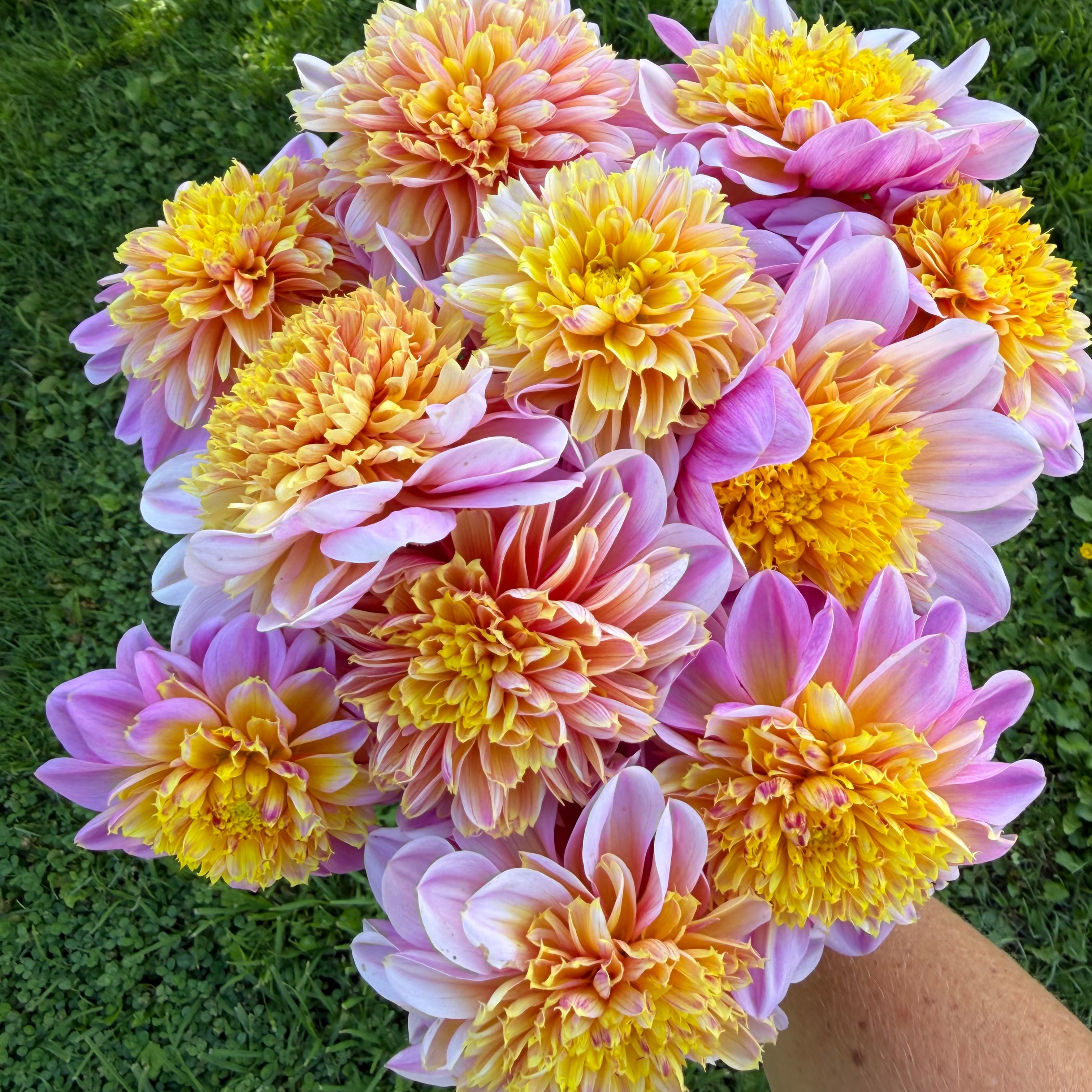 Dahlia tuber - Lifestyle