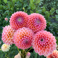 Dahlia tuber - Linda's Baby