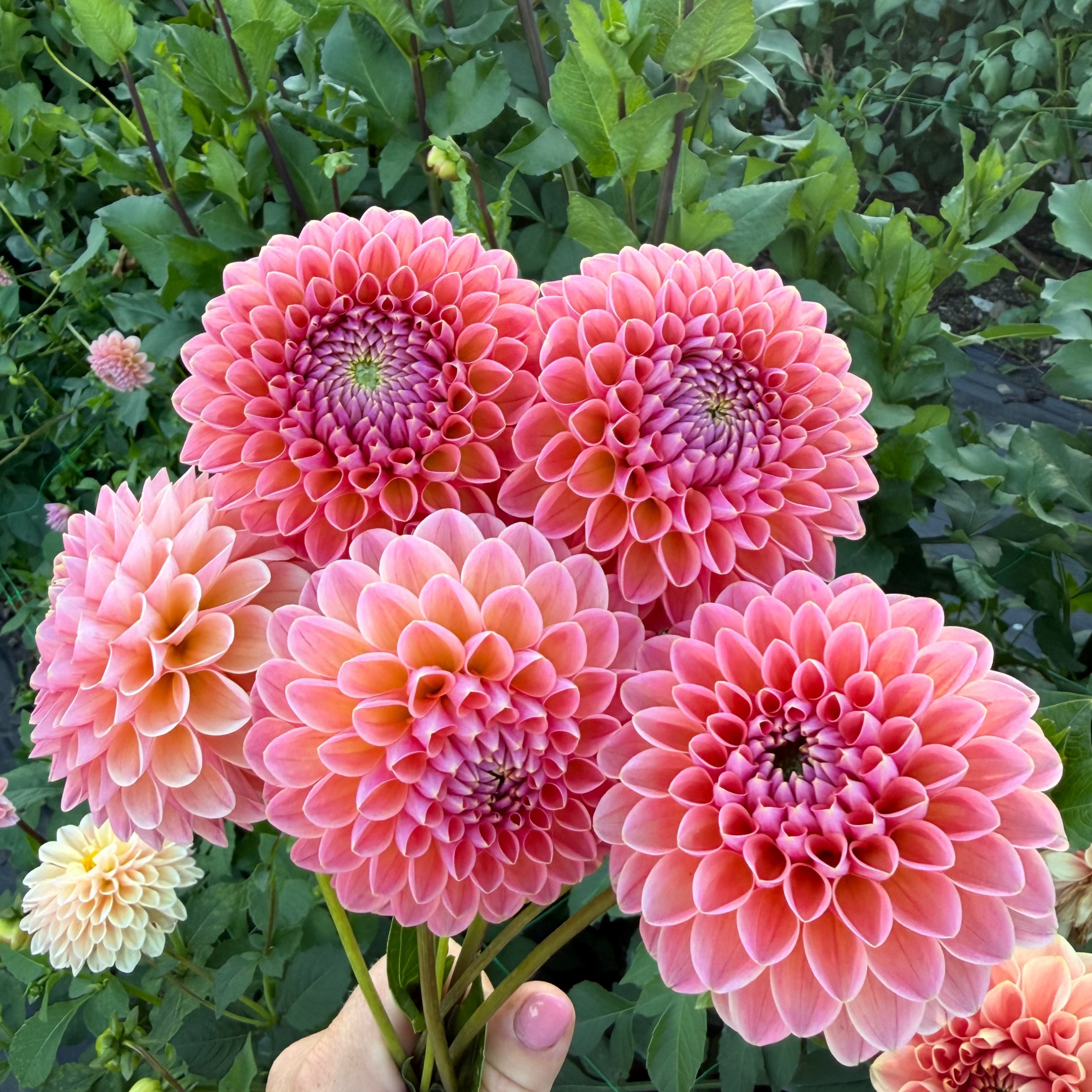 Dahlia tuber - Linda's Baby