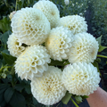 Dahlia tuber - Ryecroft Jan
