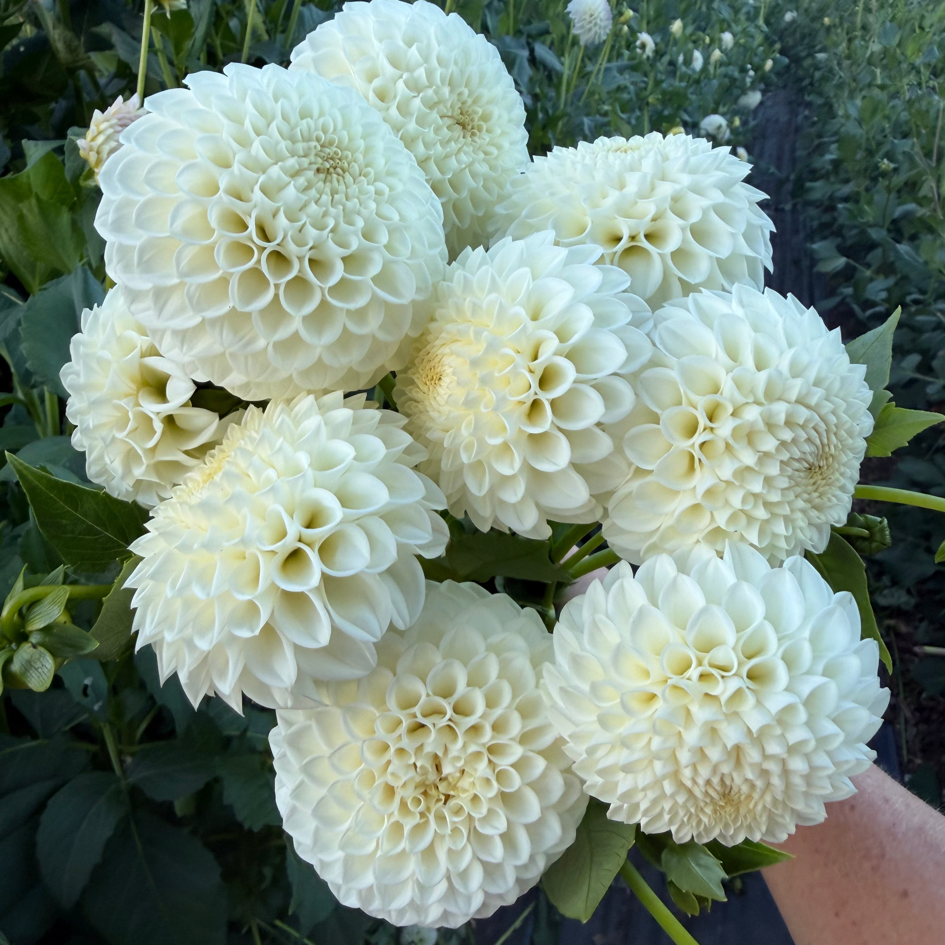 Dahlia tuber - Ryecroft Jan