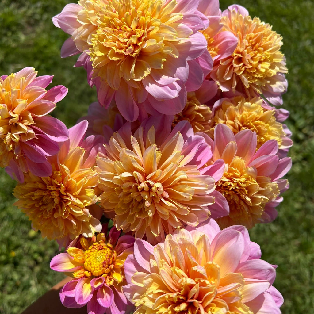 Dahlia tuber - Lifestyle