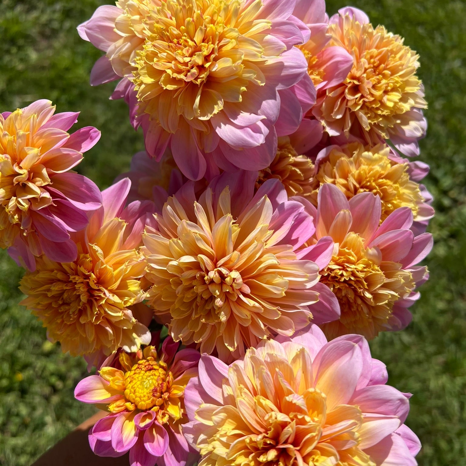 Dahlia tuber - Lifestyle