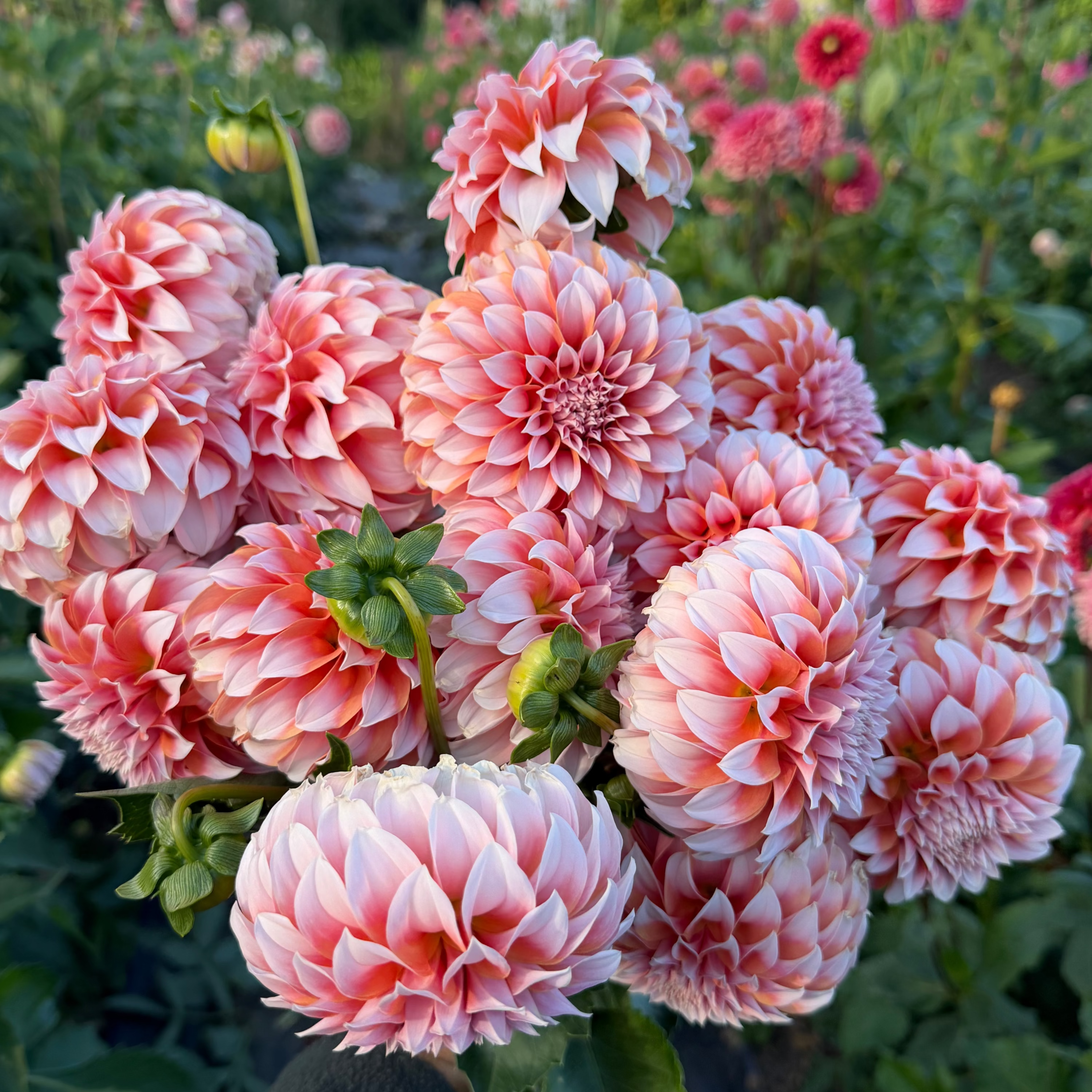 Dahlia tuber - Peaches n Cream