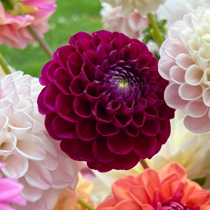 Dahlia tuber - Ivanetti