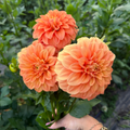 Dahlia tuber - Bracken Palomino