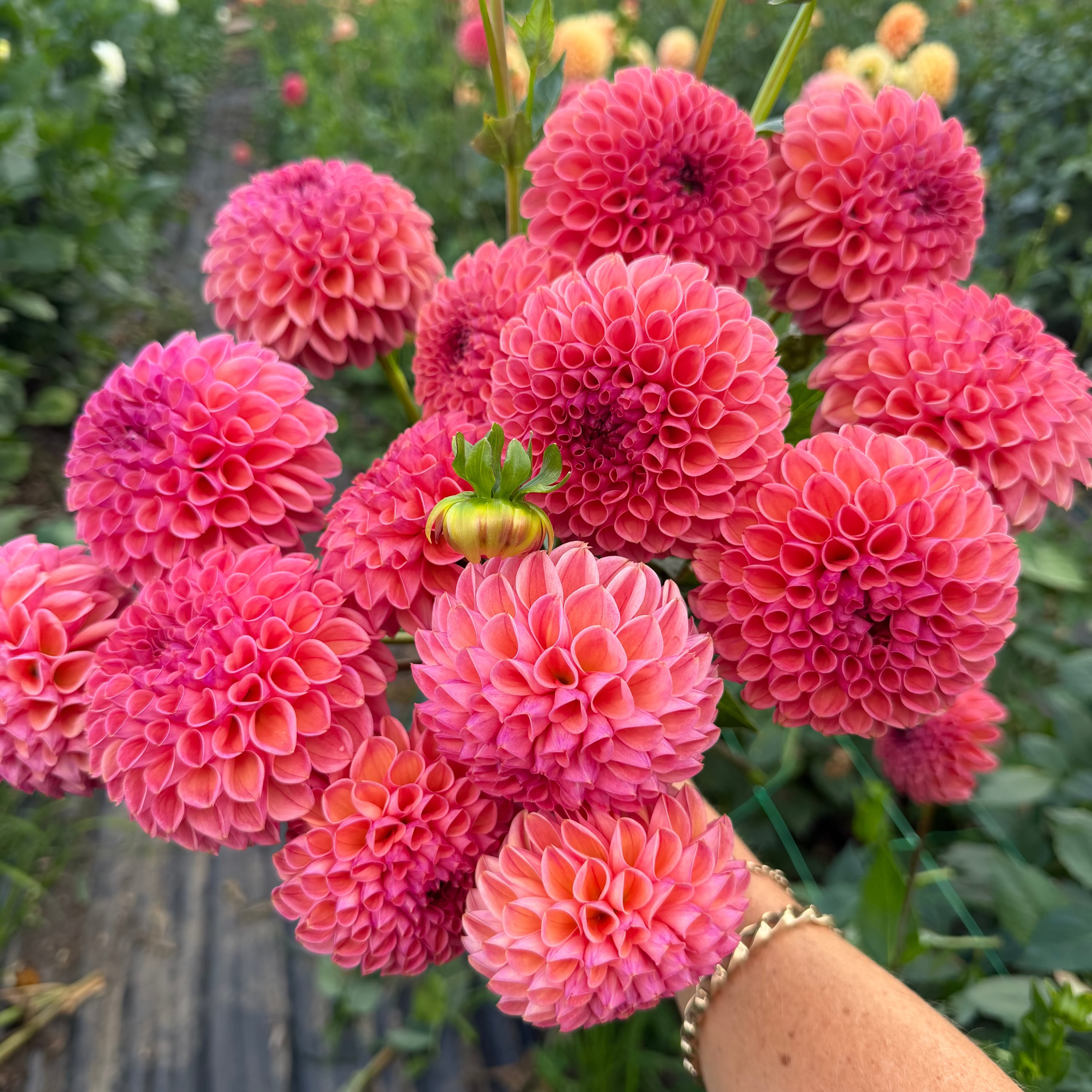Dahlia tuber - Snoho jojo
